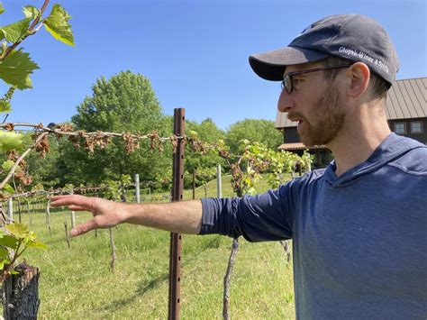 Federal assistance sought for northeastern vineyards, orchards hit by late frost